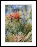 The pine tree is the state tree. Did you know that they
