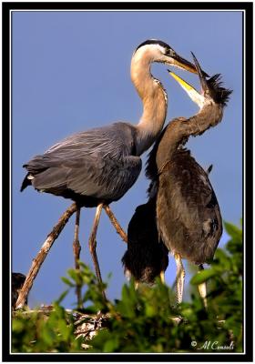 Great Blue Herons