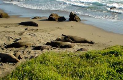 San Simeon - Elephant Seals