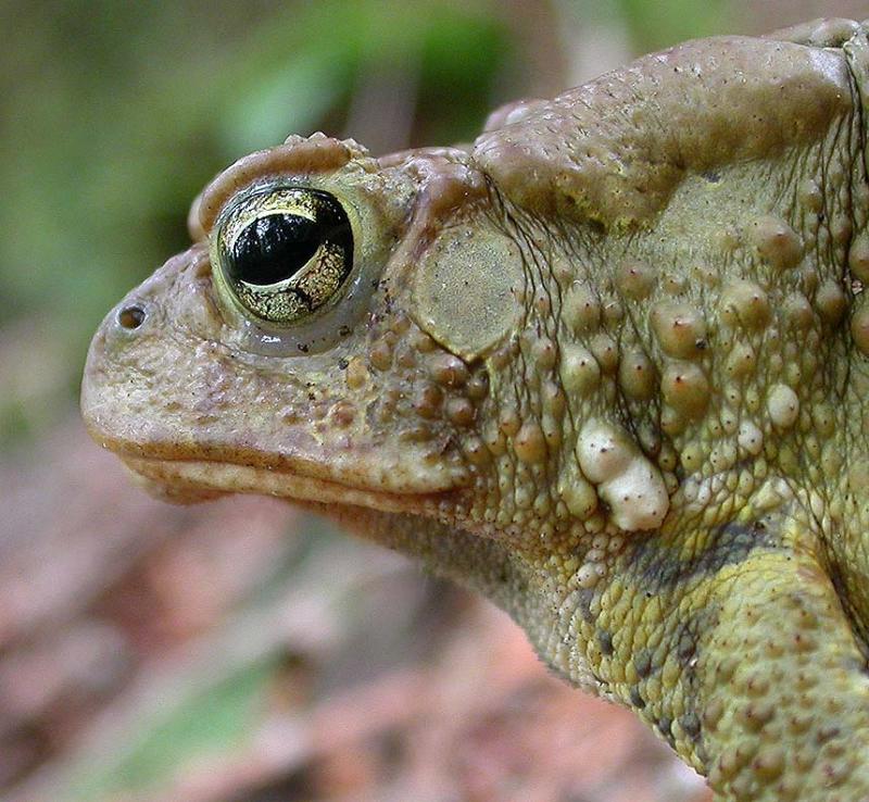 American Toad