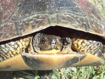 Blandings Coxvale -- female -- head shot