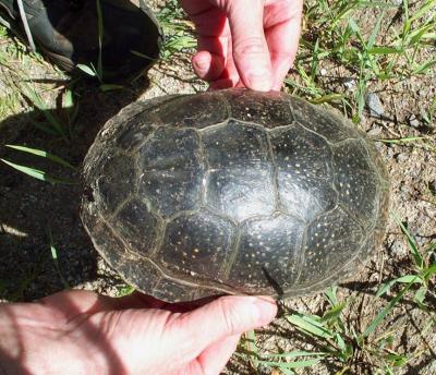 Blandings -- Coxvale -- female -- top view