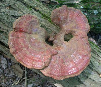 Ganoderma tsugae -- old brackets