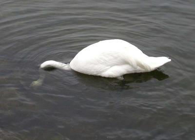Trumpeter swan -- dabbling