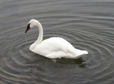 Trumpeter swan -- working up water