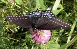 Black Swallowtail - Papilio polyxenes asterius