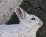 dead Snowshoe Hare