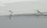 Trumpeter swans -- taking off