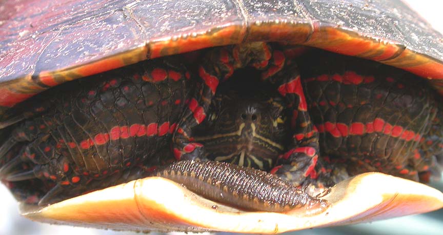 Painted turtle -- head view