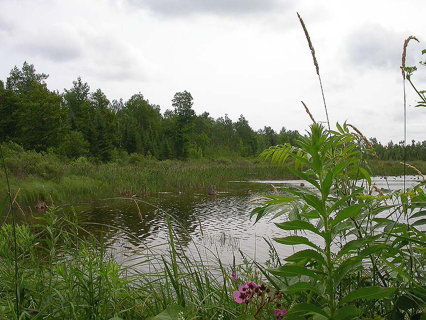 cedar-grove-pond-2.jpg