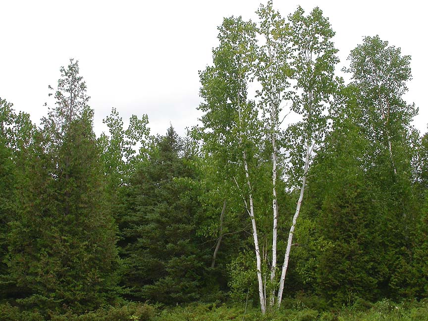 forest-1.jpg