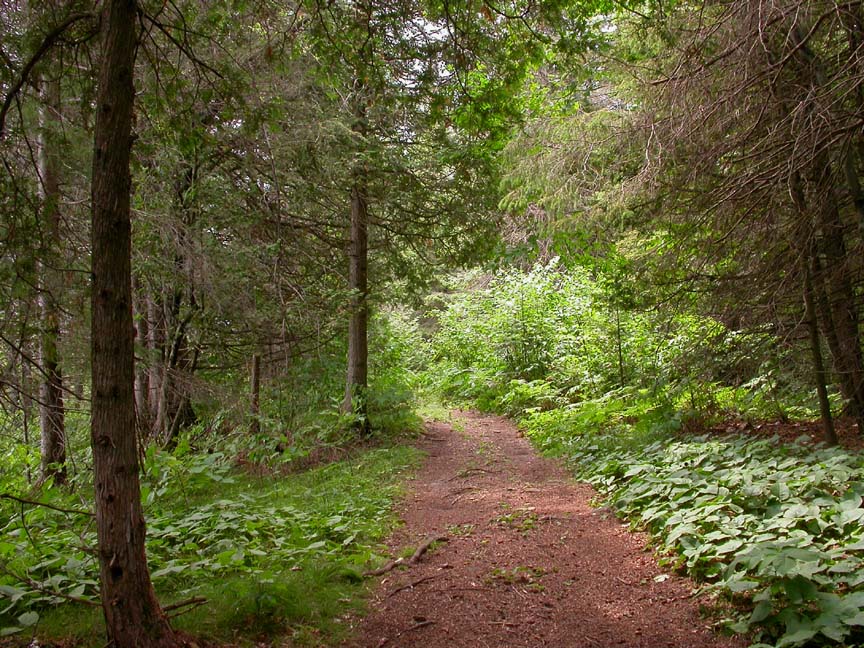 trail.jpg