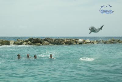 Dolphin Swim in Curacao - Group