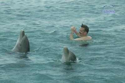 Dolphin Swim in Curacao - Lee - 004