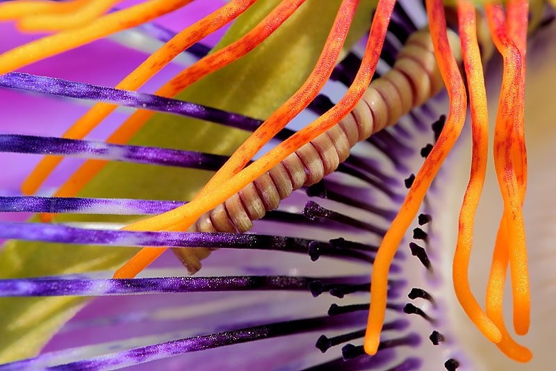 Passionflowers *