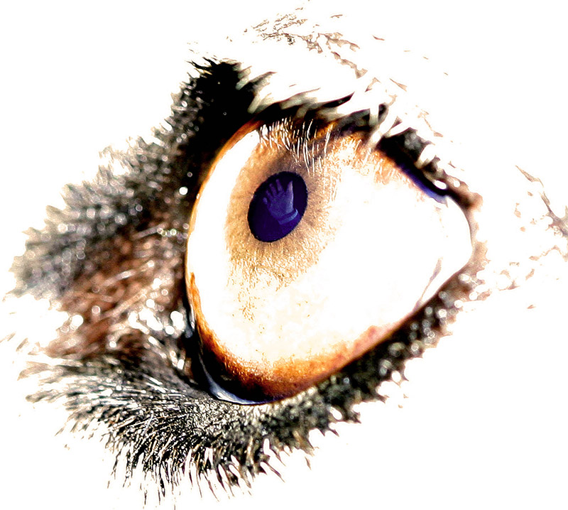 <b>The Hand that Feeds You</b><br><font size =2>thubleau</font>