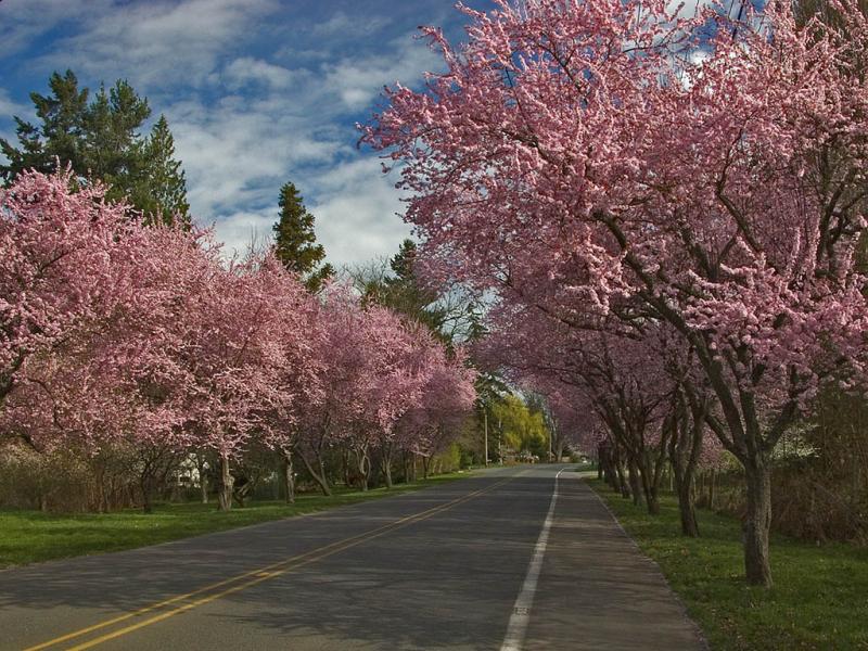 Plum Tree Lane