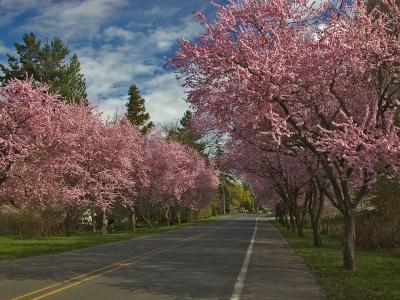 Plum Tree Lane