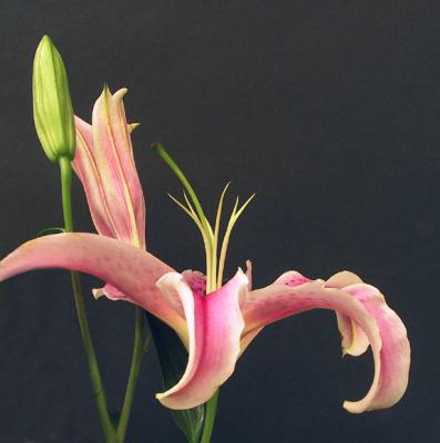 Lily Study