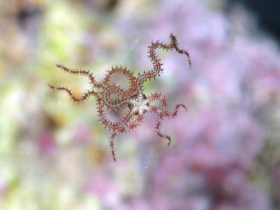 Six Spiny Curvy Arms