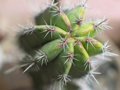 Cactus' curves