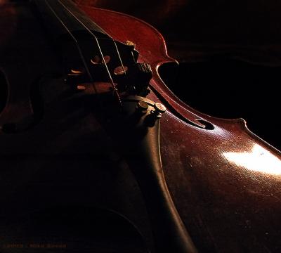 Portrait of a Violin