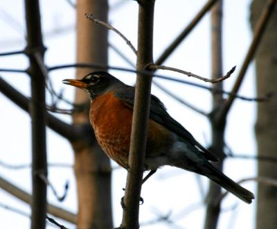 Singing a Spring Song