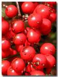 Thank You <I><B>Berry</B></I> Much