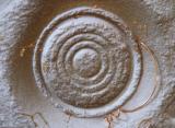 Circles for Gold