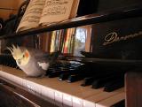Music Lesson for Rosie