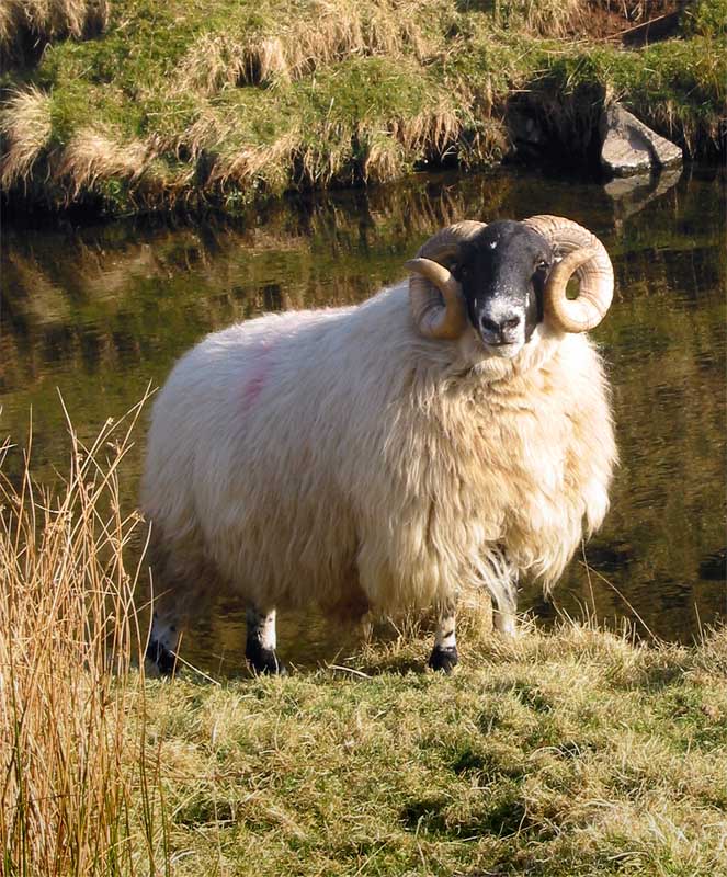 Curved Horns