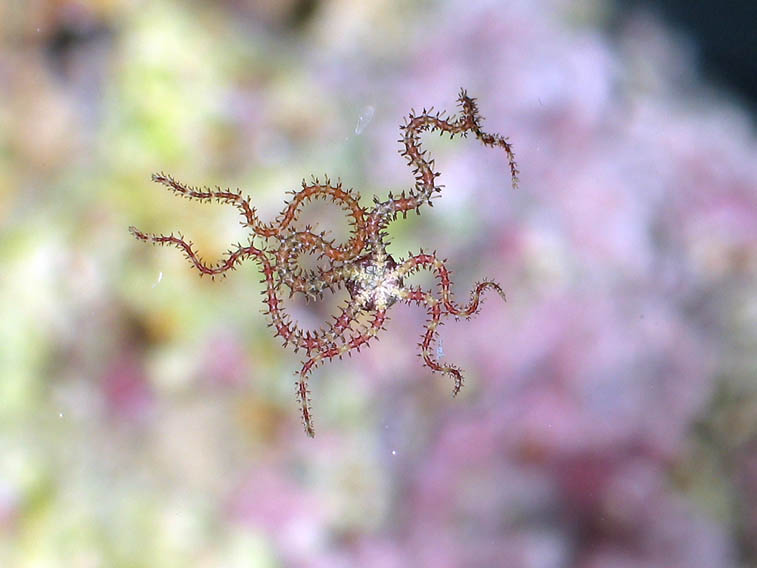 Six Spiny Curvy Arms