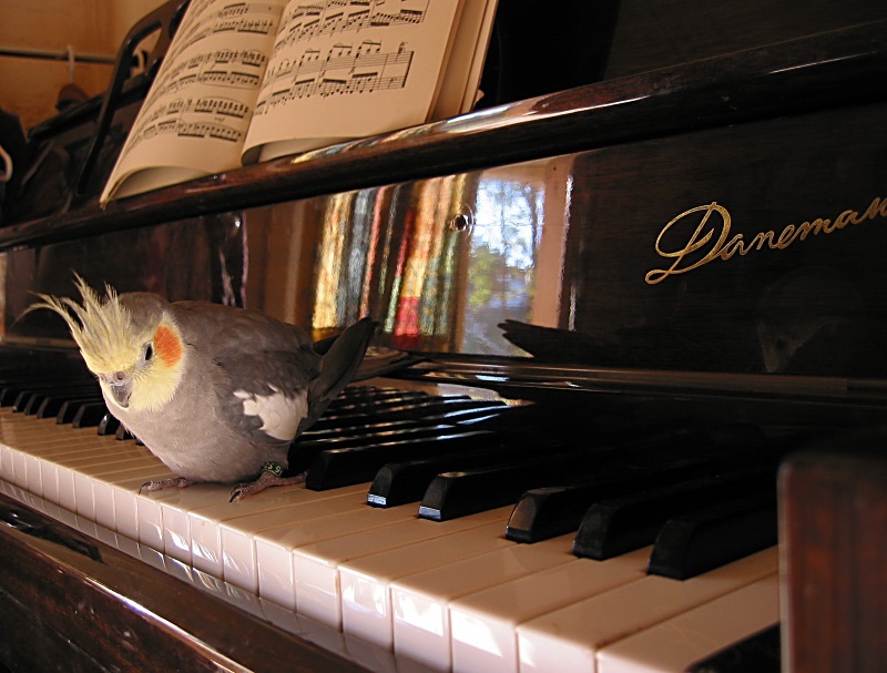 Music Lesson for Rosie