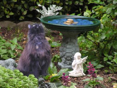 Another  visiting cat