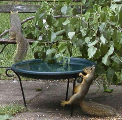 Squirrel olympics