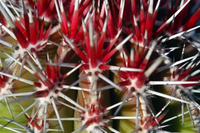 Spiny bloom.jpg