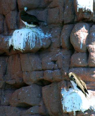 Blue-footed boobies.jpg