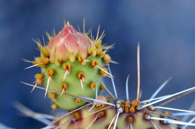 Cactus bud.jpg