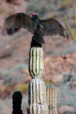Vulture 2.jpg