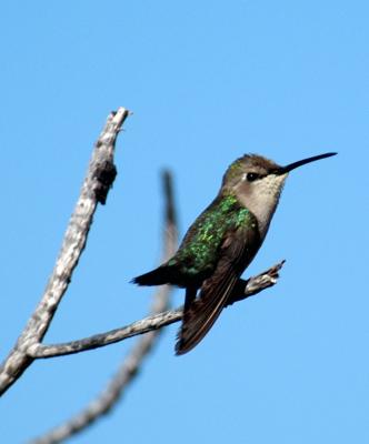 Hummer.jpg