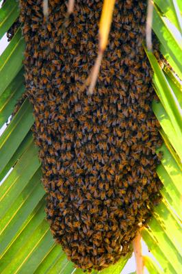 Palm swarm.jpg