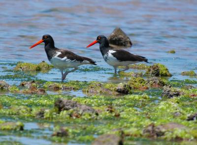 Oystercatcher Cadencejpg