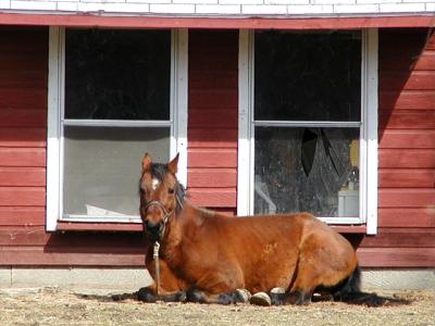 Guard Horse on Duty