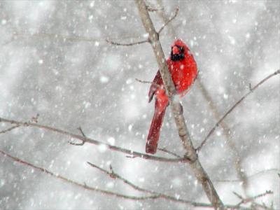Cardinal in Snowstorm