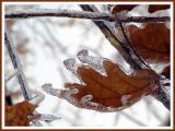  Nature Beckons
