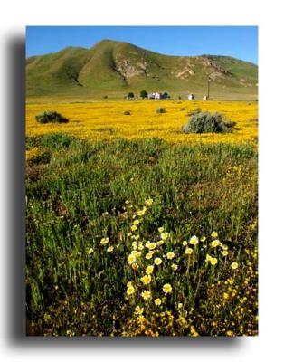 Ranch, wildflowers