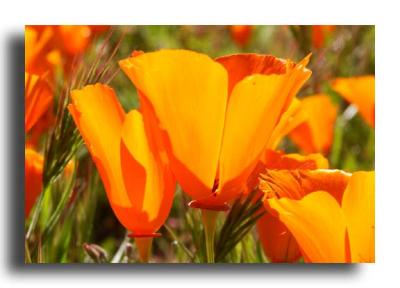 Poppies - Carrizo Plain