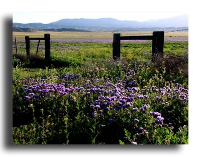 Wildflowers