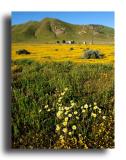 Ranch, wildflowers