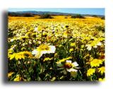 Carrizo National Monument